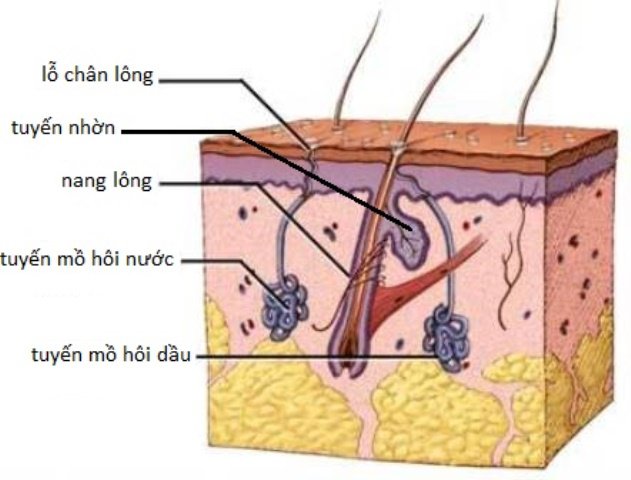 Tại sao nách lại bị hôi?